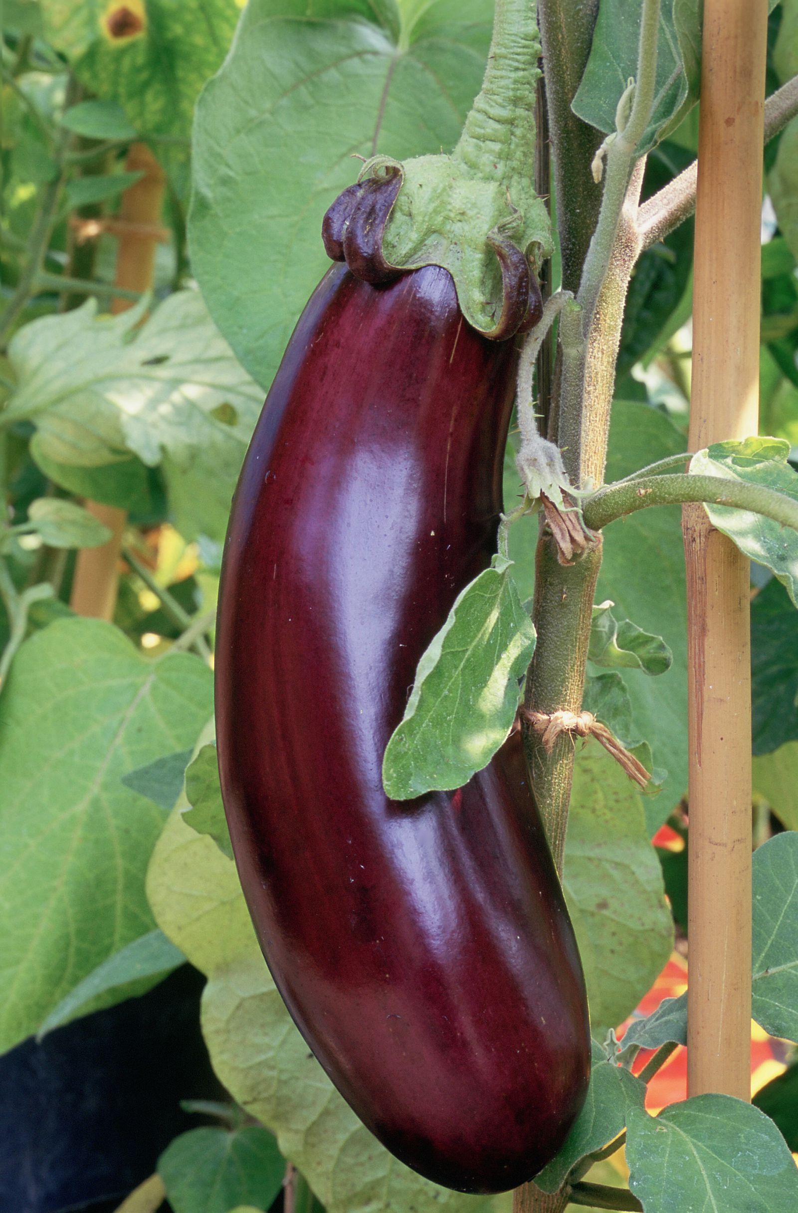 How To Grow Eggplant When And Where To Plant The Tasty Crop Homes And Gardens 6918