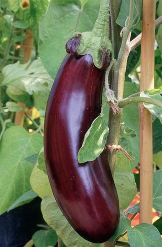 Aubergine or eggplant growing supported on a bamboo cane