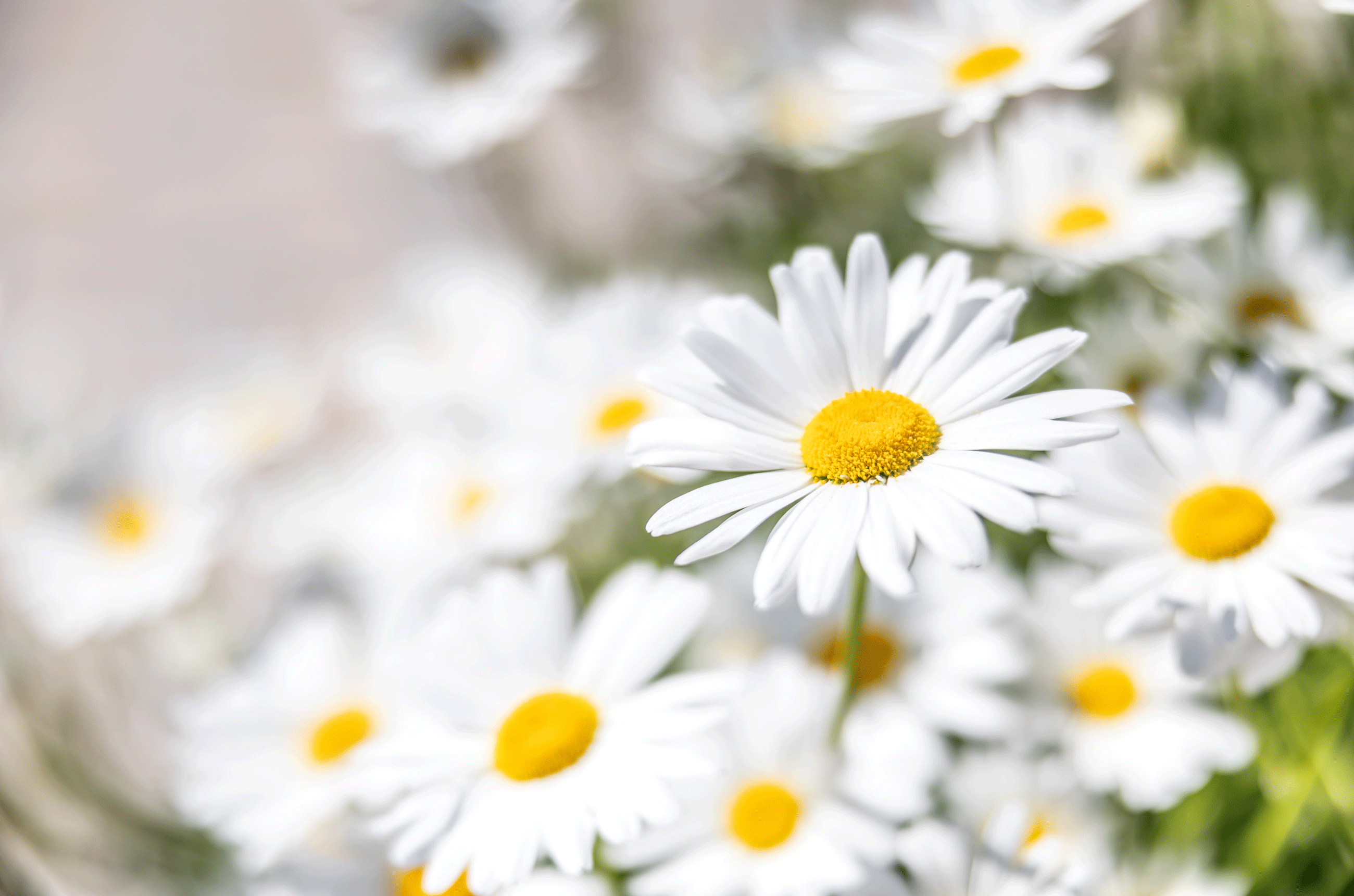 Daisies: The cocktail category you never knew you loved