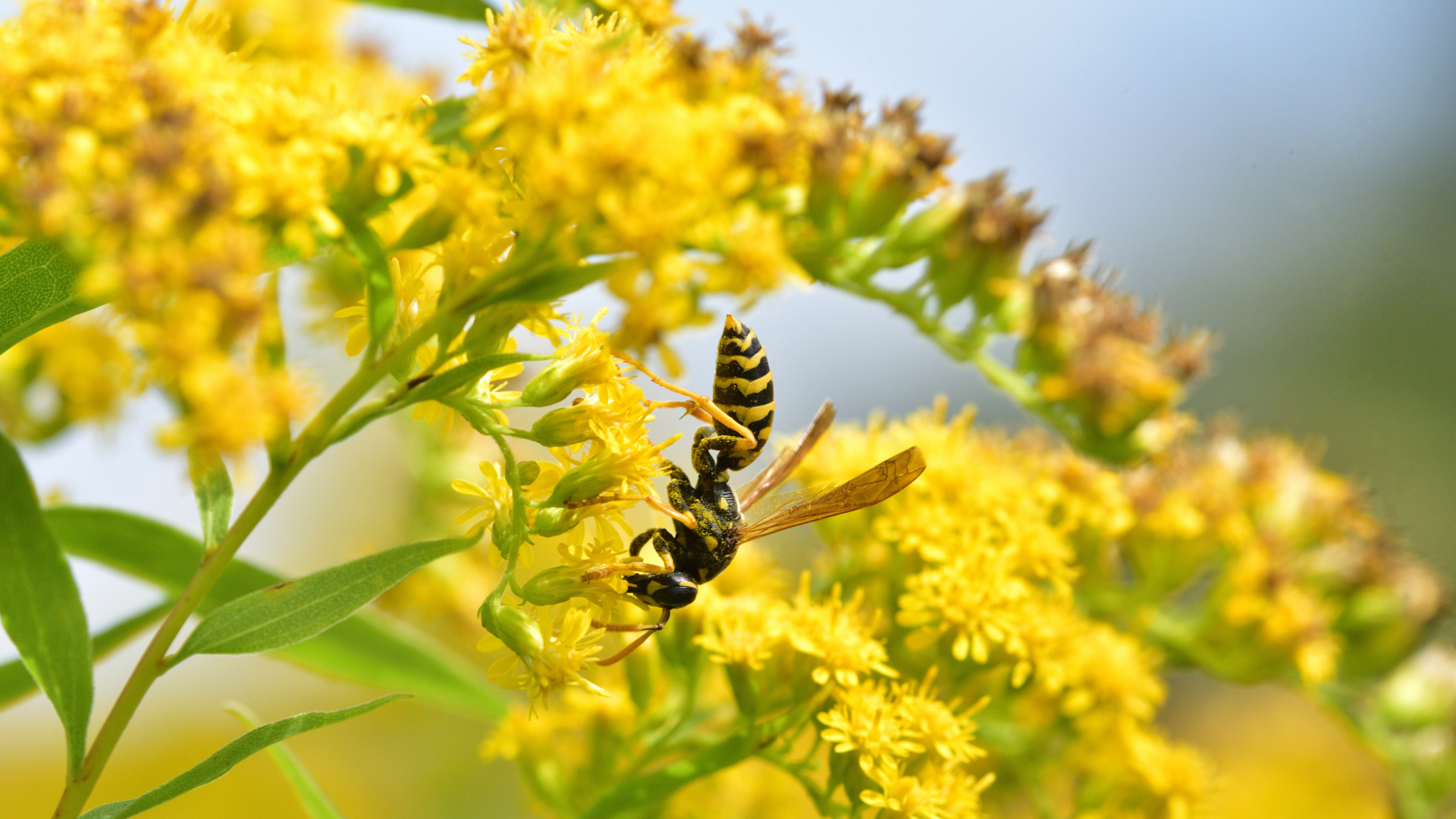 Wasp on yellow flowers.