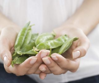 Woman holding a handful of harvested snap peas