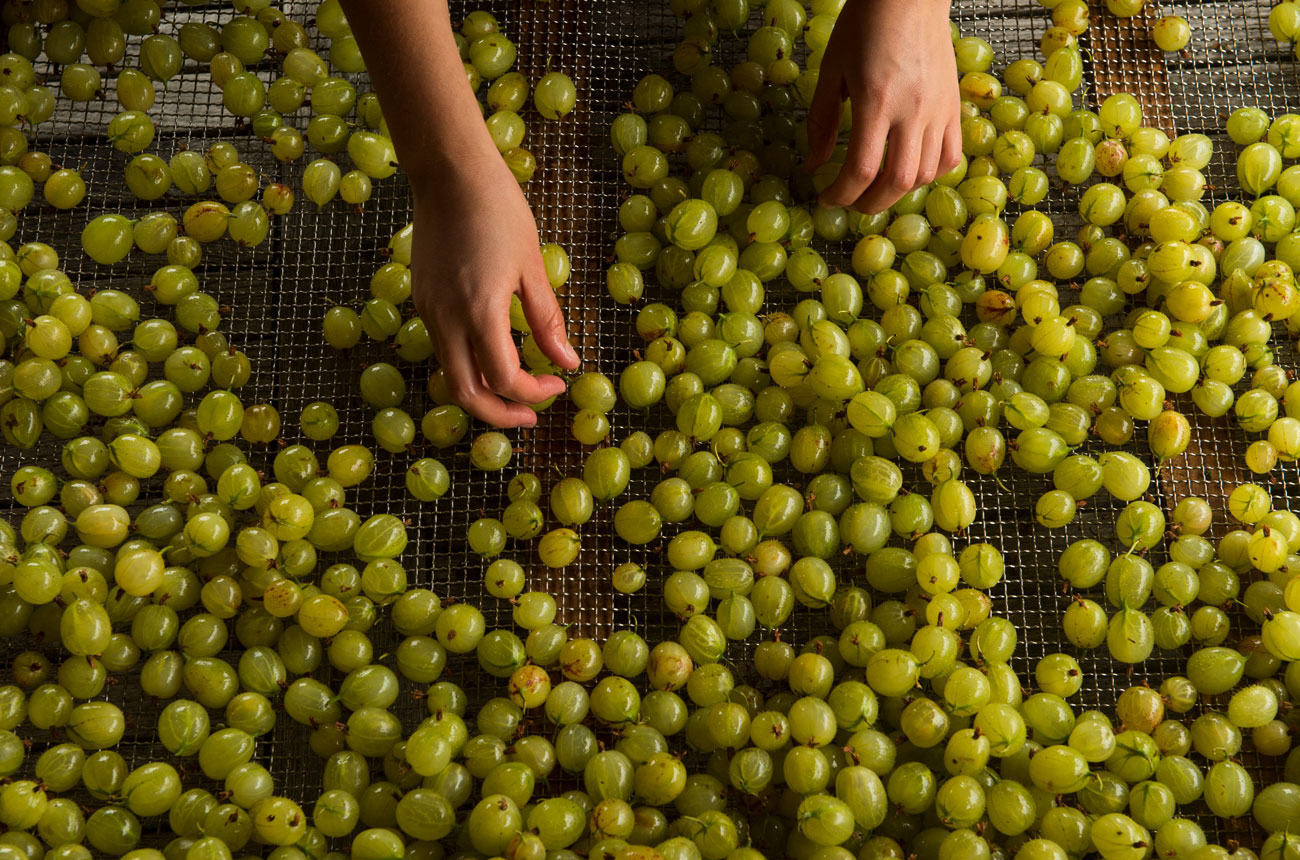 Making gooseberry eau-de-vie at Capreolus Distillery