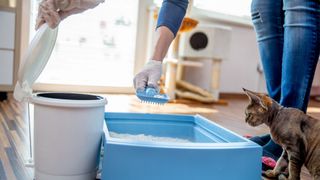 Adult Woman Cleaning Cat Litter Box at Home