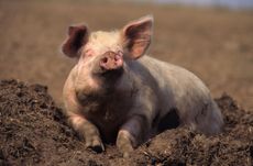 Domestic Pig (Sus scrofa domestica), sow wallowing in wet soil.