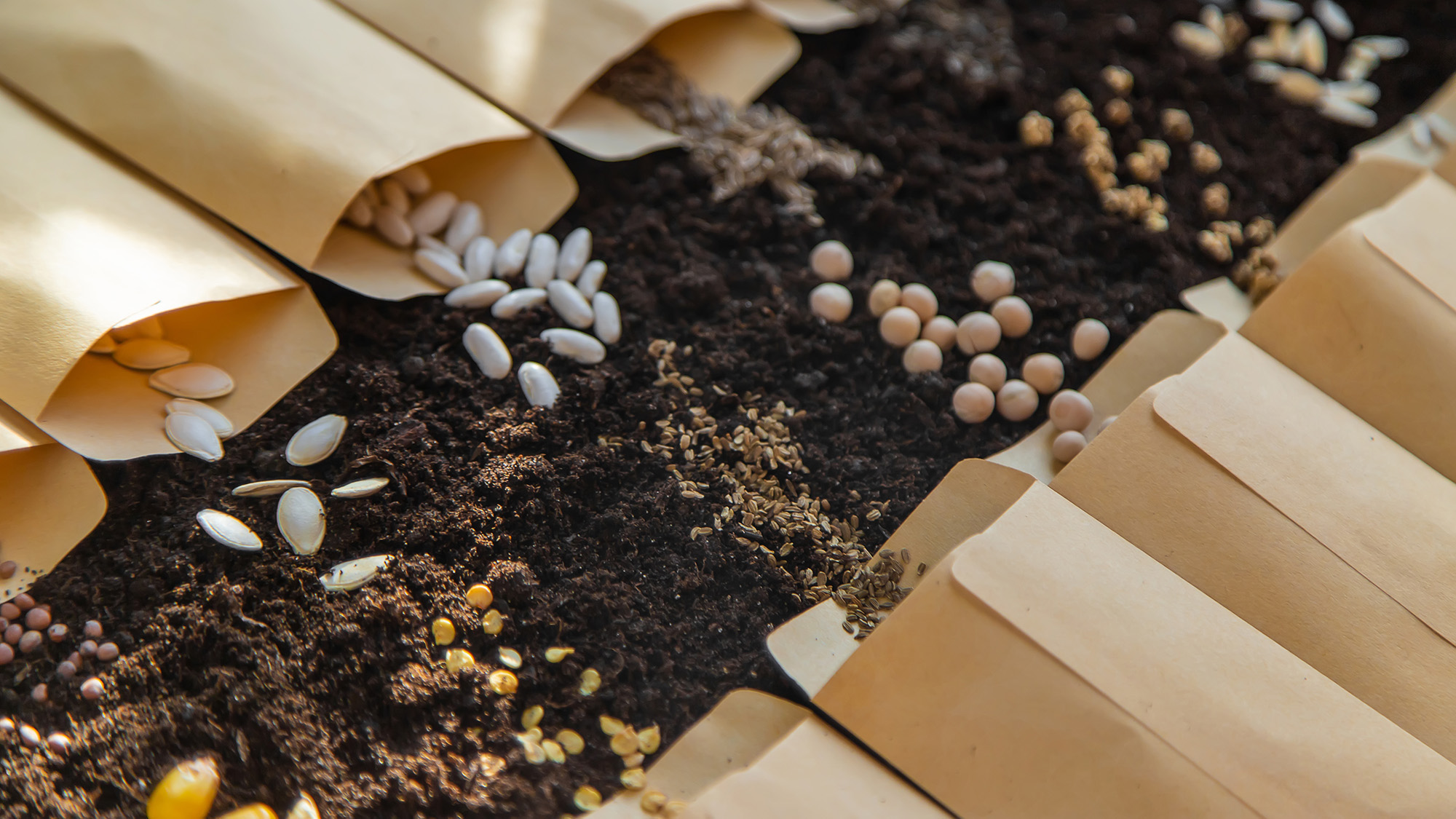 Seeds in bags on the soil
