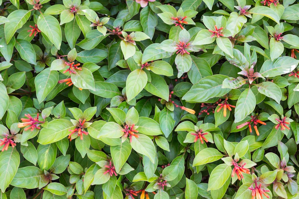 Firebush hedge