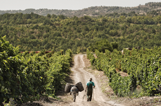 Tikves winery