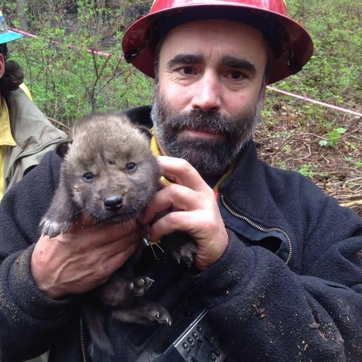 Funny River Fire wolf pup rescue