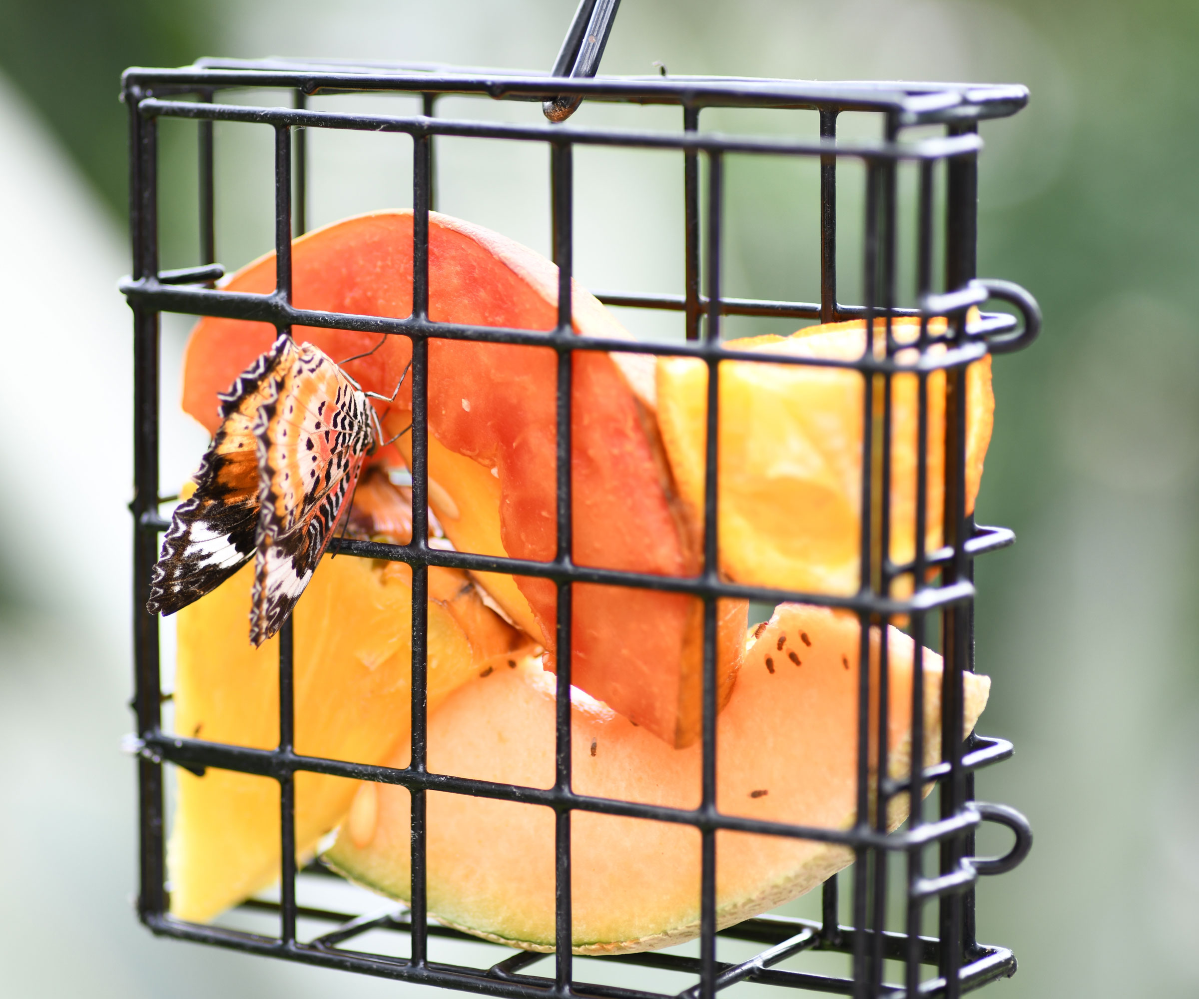butterfly feeding on fruit slices held in hanging plastic suet bird feeder in garden