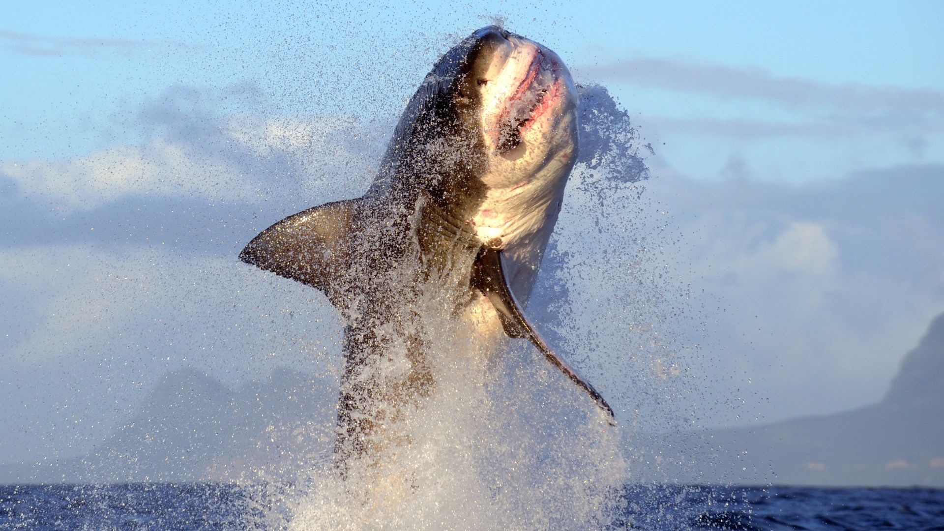 How to watch ‘Air Jaws: Red, White and Breach’ from anywhere