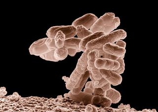 E.coli, food poisoning