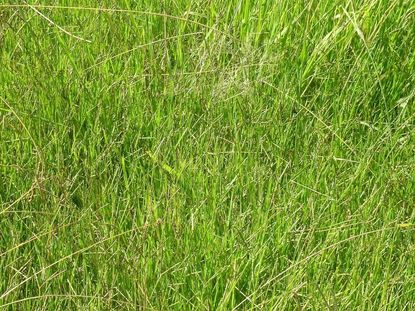 Knotgrass Weeds