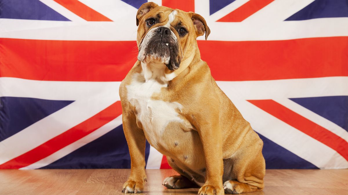 English bulldog in front of Union Jack flag, one of the most recognisable British dog breeds