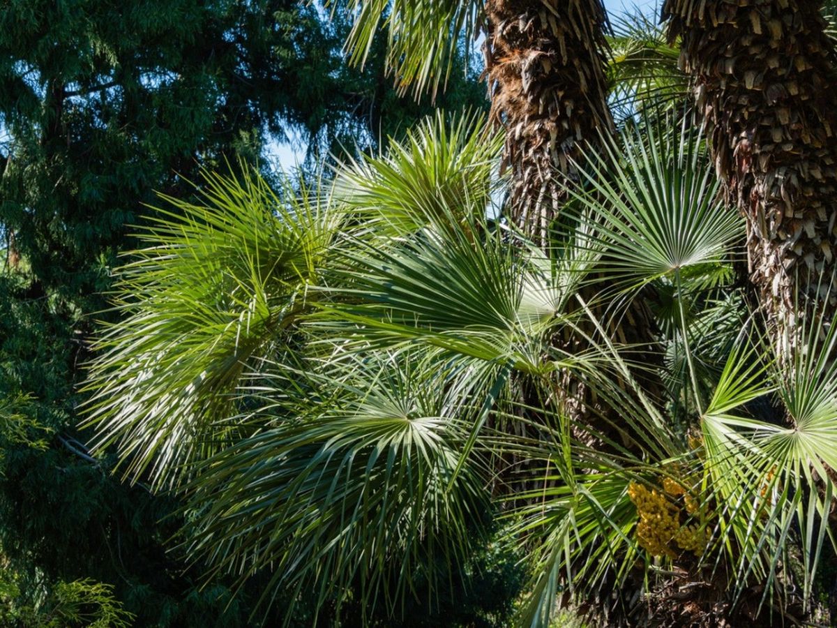 windmill palm tree root system