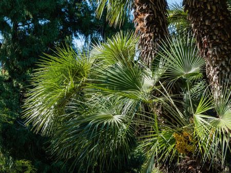 Many fronds of Chinese windmill palm leaves growing at the base of two tall tree trunks