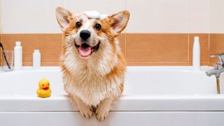 Can you use baby shampoo on dogs? Corgi smiling happily in the bath with shampoo on head