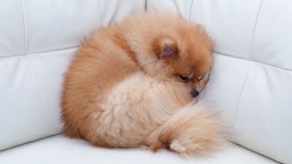 pomeranian curled up on sofa