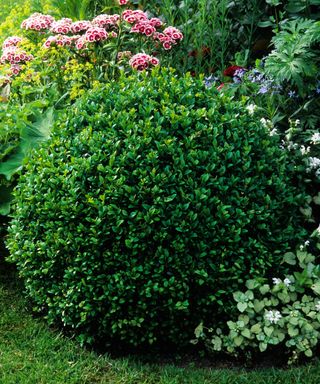 buxus sempervirens boxwood topiary sphere ball at end of border