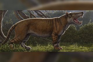 This Ancient 'Warg' Was Scarier Than a Tolkien Beast, Terrorized Kenya 22 Million  Years Ago | Live Science
