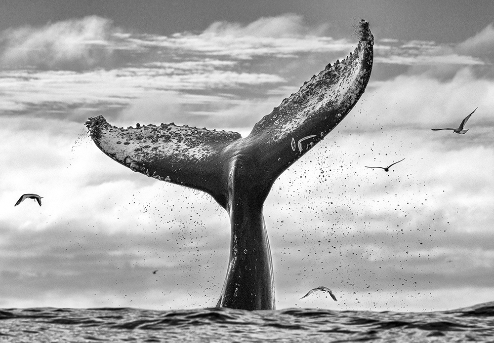 Photo of humpback whale off the coast of South Africa taken by wildlife photographer Chris Fallows