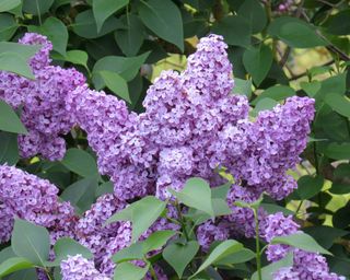 lilac flowers on a shrub