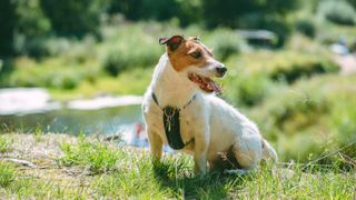 Jack Russell terrier 