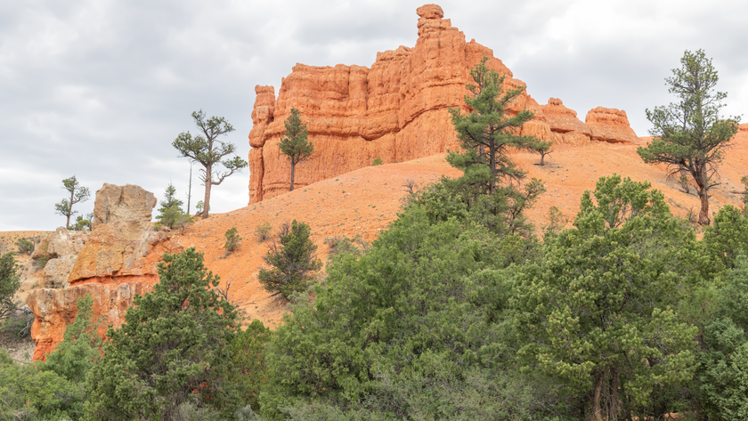 Dixie Pine Forest, Washington County, Utah