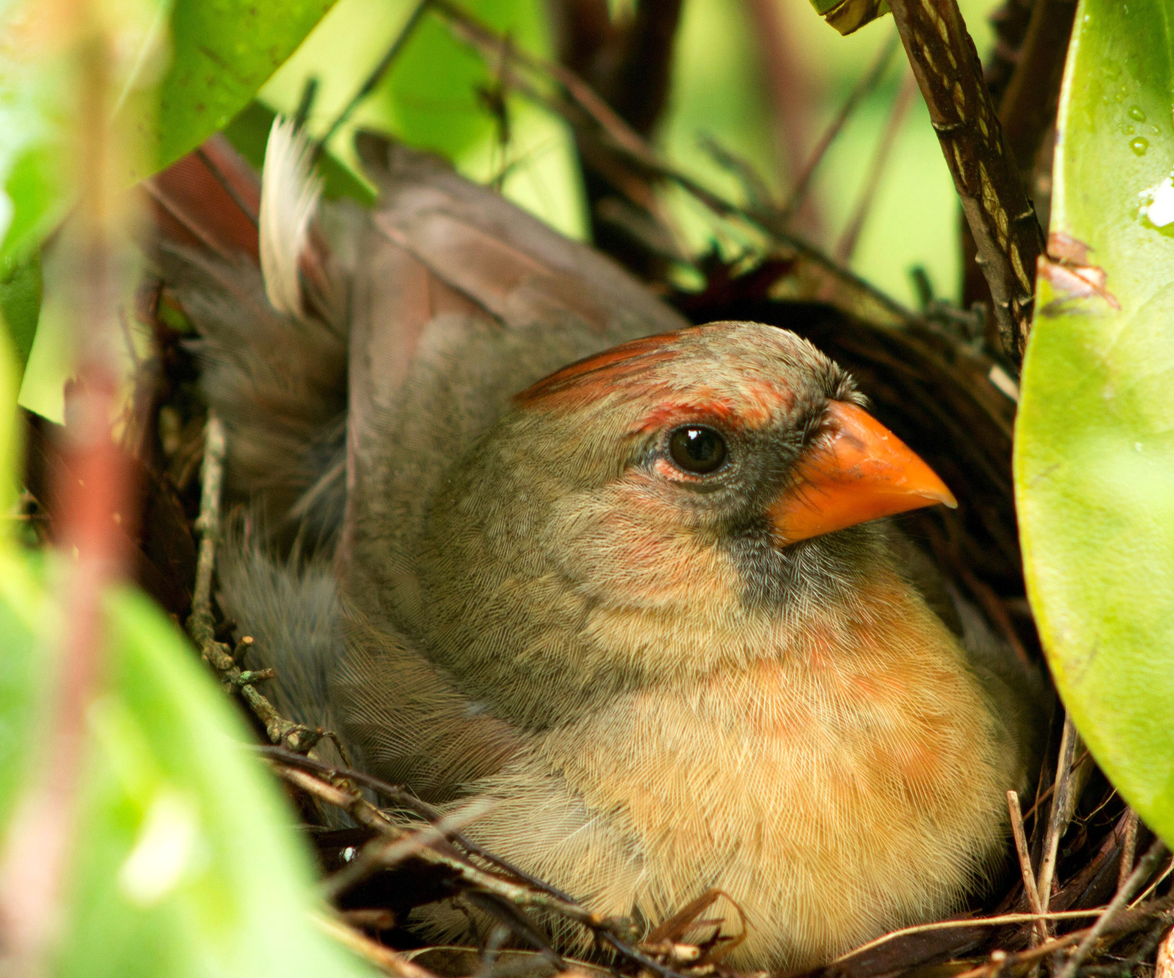cardinal bird sitting in nest concealed by leaves