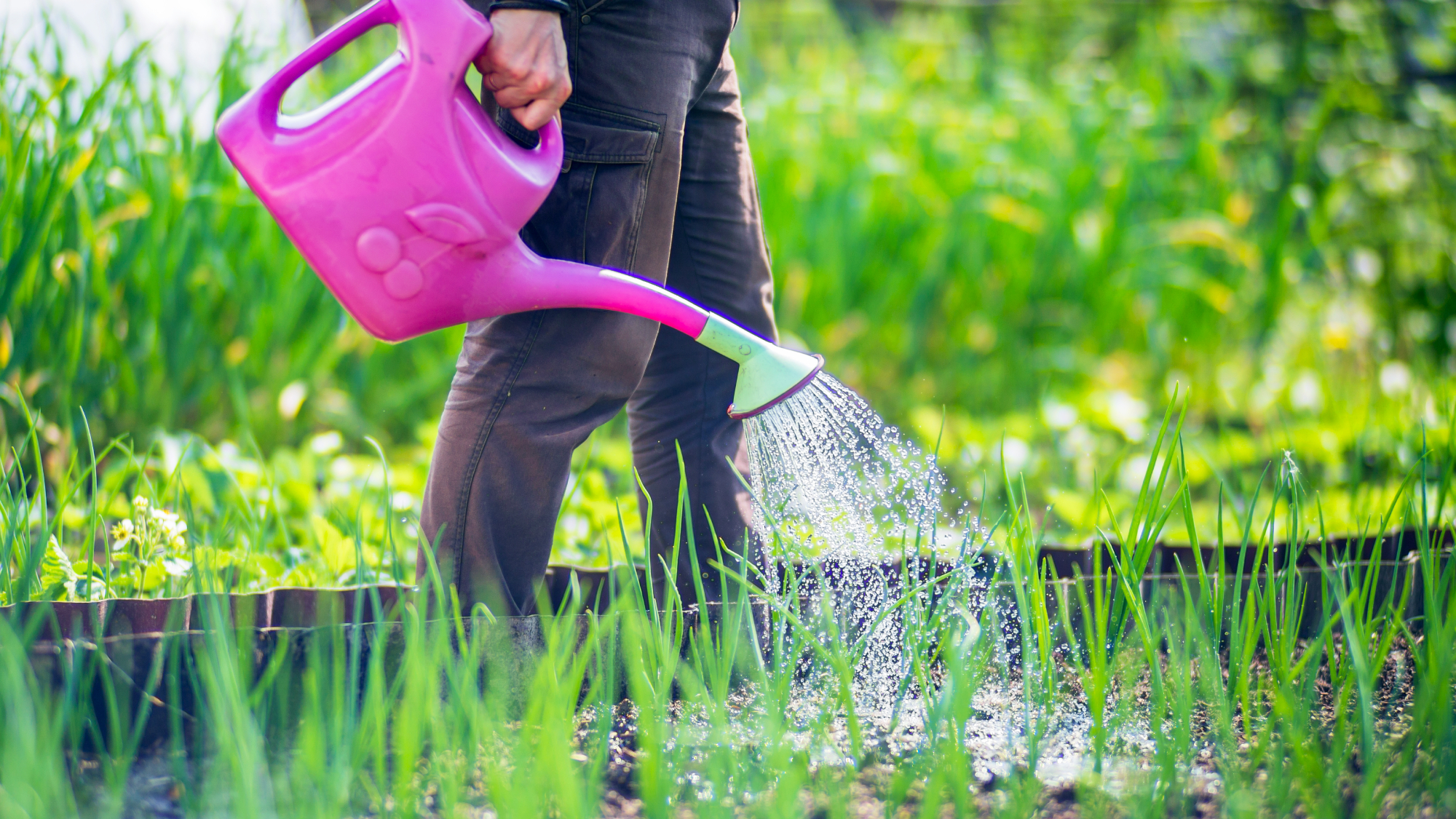 Watering vegetable plants on a plantation in the summer heat with a watering can. Gardening concept. Agriculture plants growing in bed row.