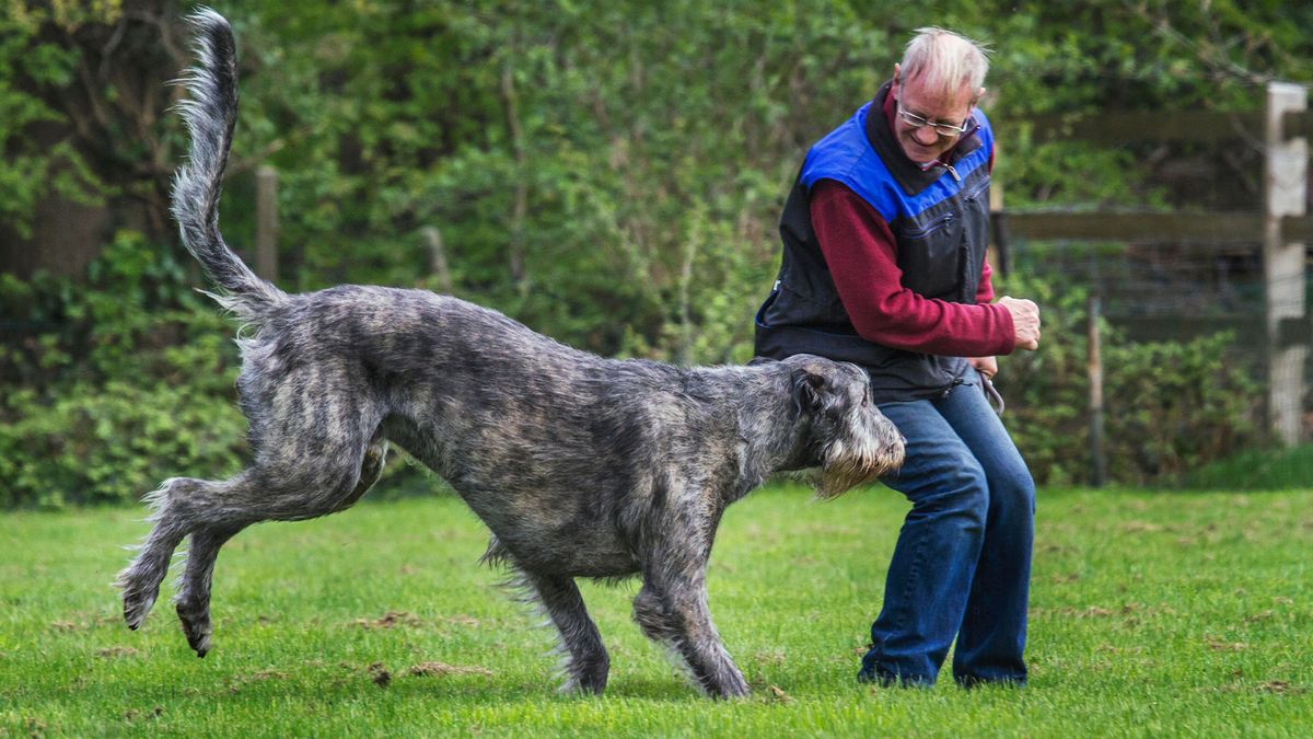 Man playing with Irish Wolfhound