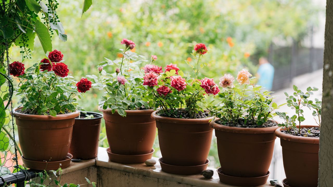 A row of terracotta pots with small roses on the edge of a balcony