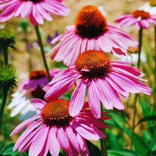 3 Purple Echinacea Plants Roots, 3 to 5 Tall, Echinacea Coneflower Plants Live, Live Coneflower Plants, Echinacea Flower Plants Live Roots