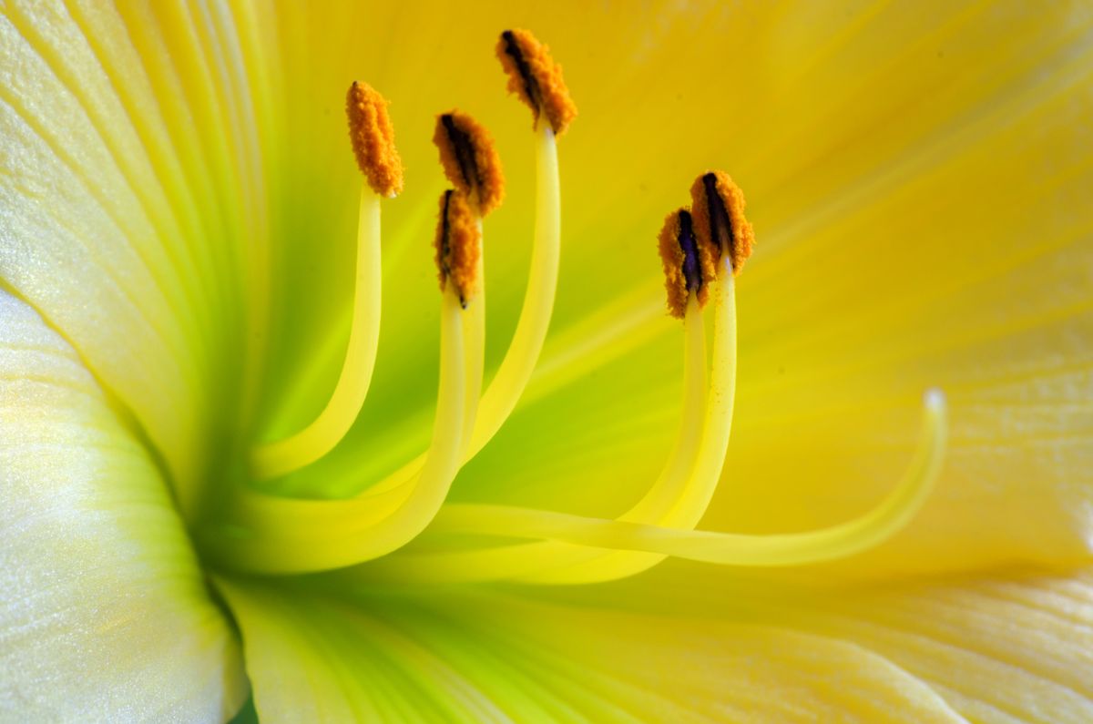Sridhar Setty - United States
