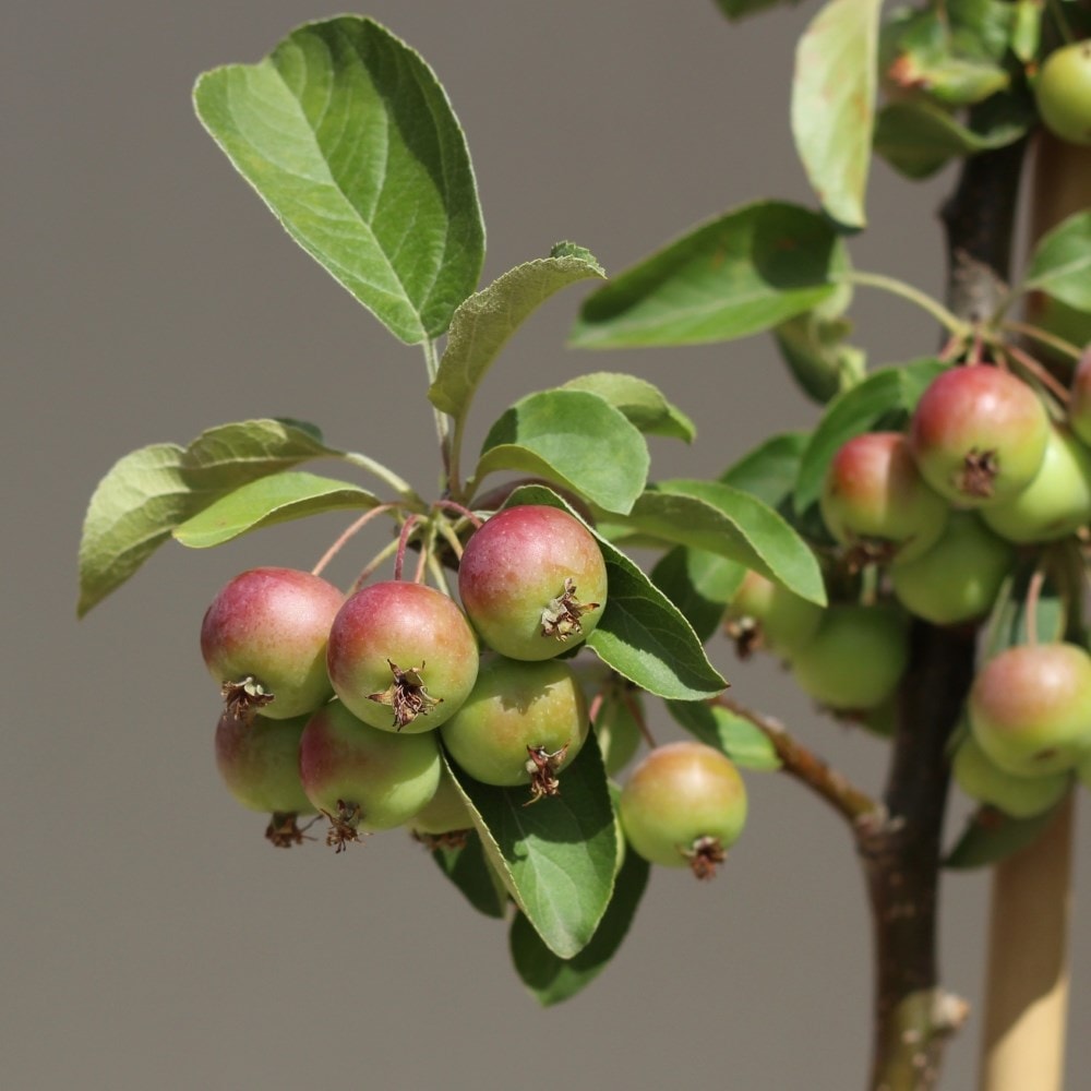 Malus 'butterball'