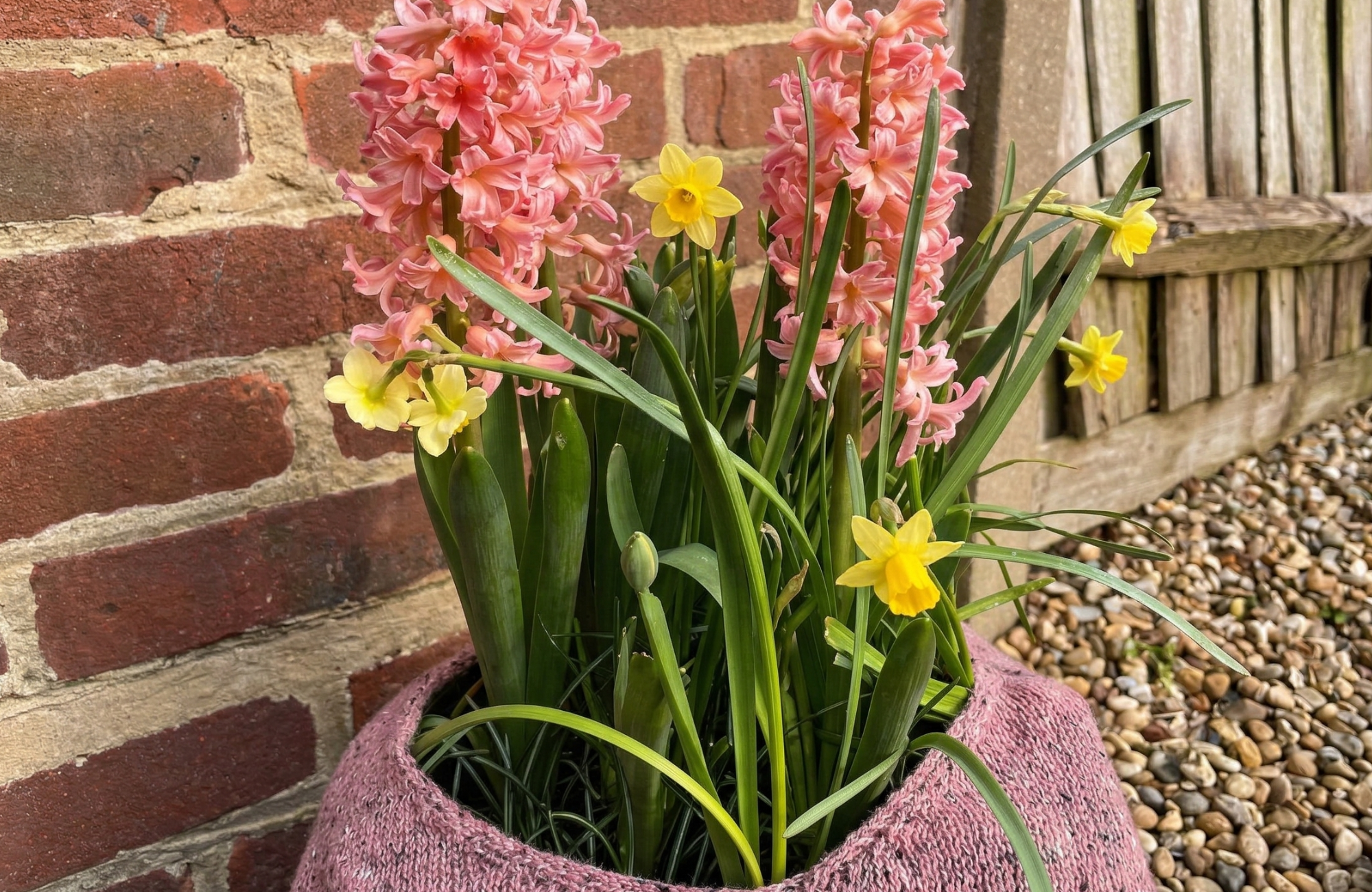 Potted hyacinth and daffodil arrangement next to a brick wall