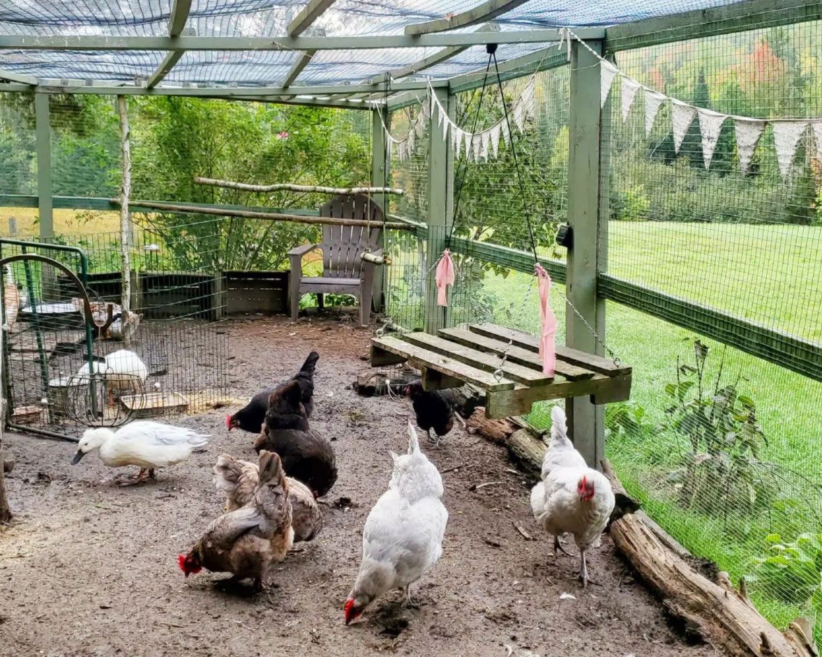 Keeping chickens a guide to keeping hens in your backyard Homes & Gardens