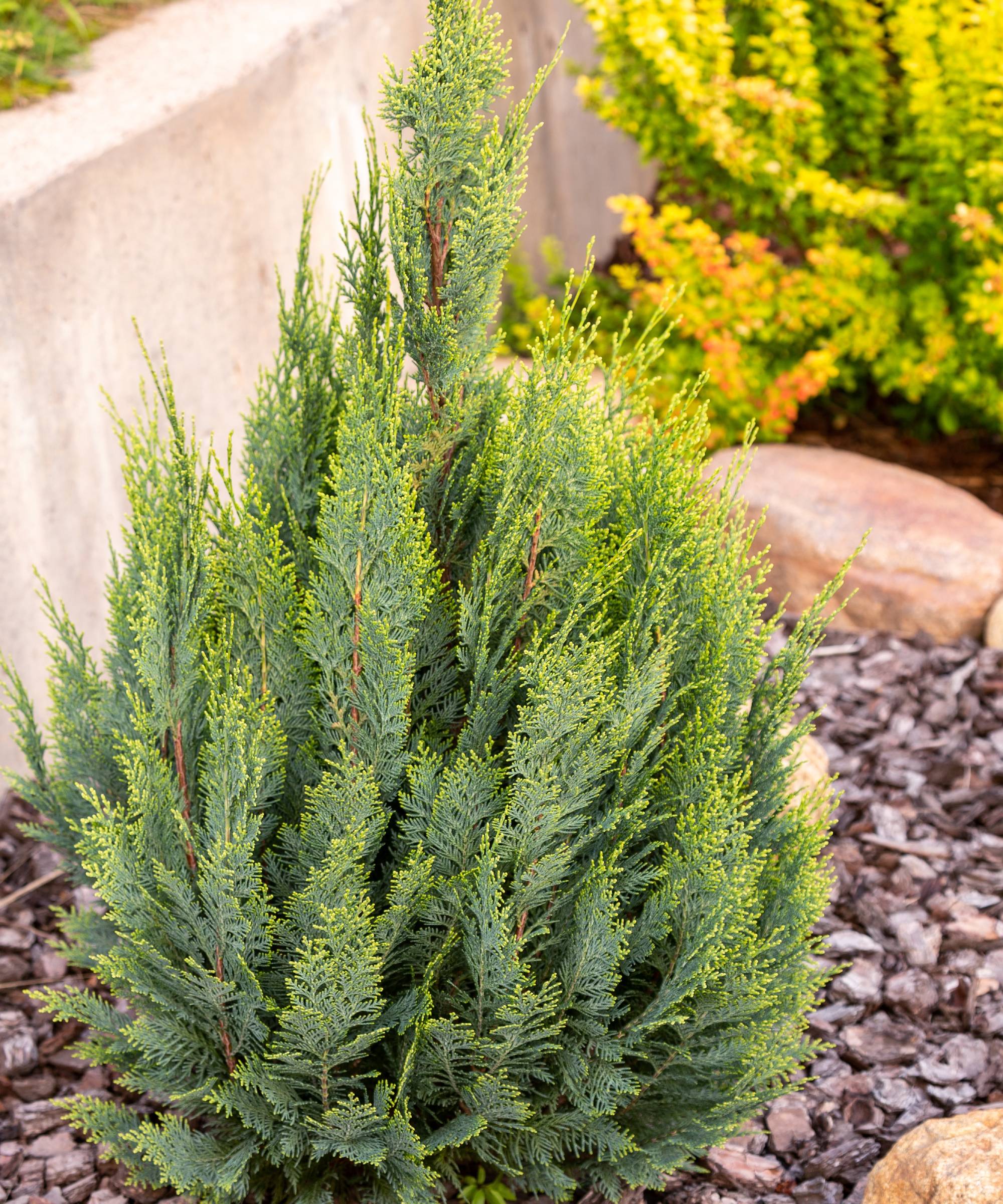 Small false cypress shrub