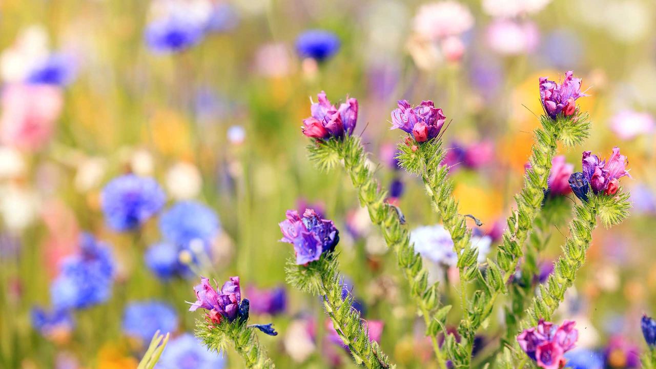 wildflower garden border trend at RHS Wisley