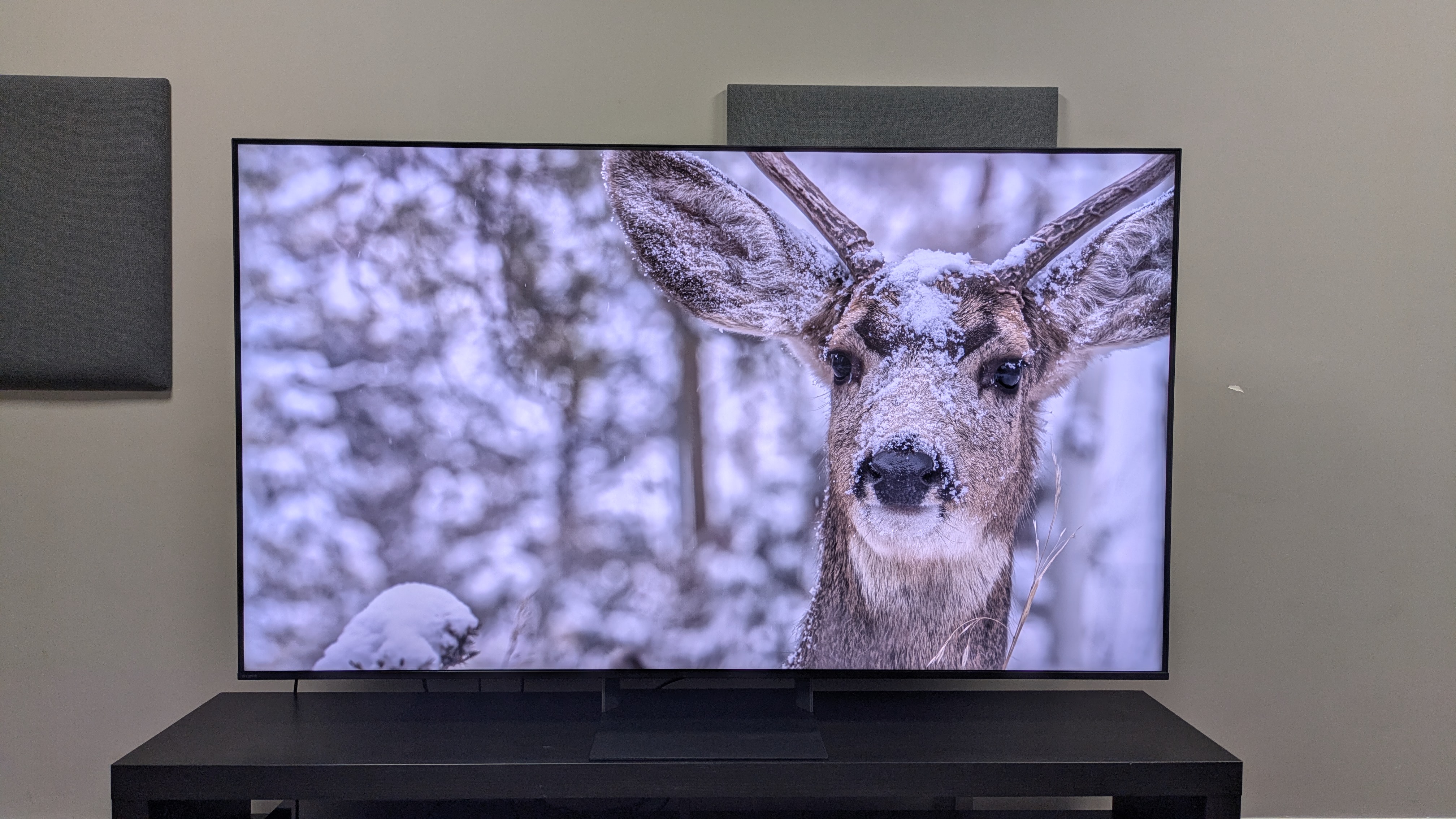 Sony Bravia 7 II with a shot of a snow covered deer on screen. The Bravia 7 II shows realistic, rich textures when rendering the deer