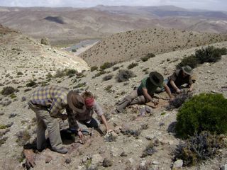 Scientists excavate an abelisaurid dinosaur in Patagonia.