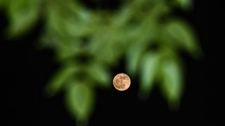 a contrasting photograph shows the bright white moon shining in the background, it is in focus and very striking. In the foreground and out of focus are green leaves.