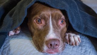 dog anxious at night