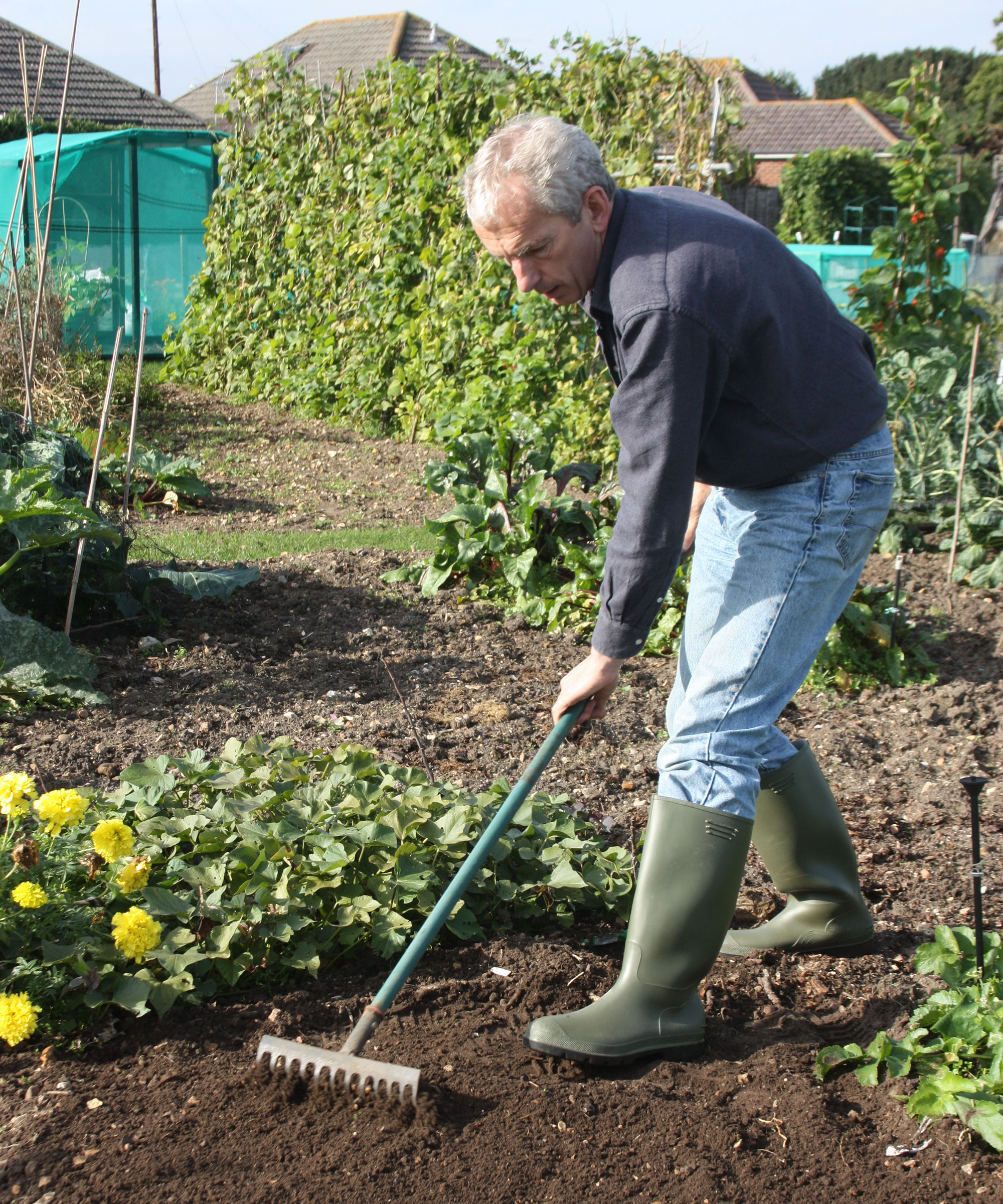 Tim Rumball gardening on an allotment