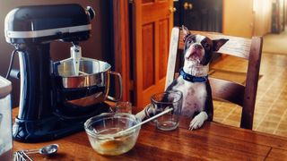 DIY peanut butter dog treats: dog sitting at kitchen table with mixer and bowl
