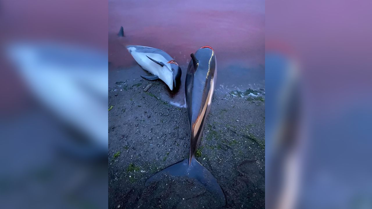 More than 1,400 white-sided dolphins were killed during a hunt off the Faroe Islands on Sept. 12, 2021.