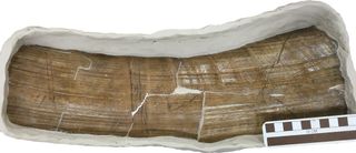 Section of upper outer surface of mastodon tusk