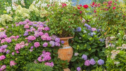 roses and hydrangeas growing in a garden