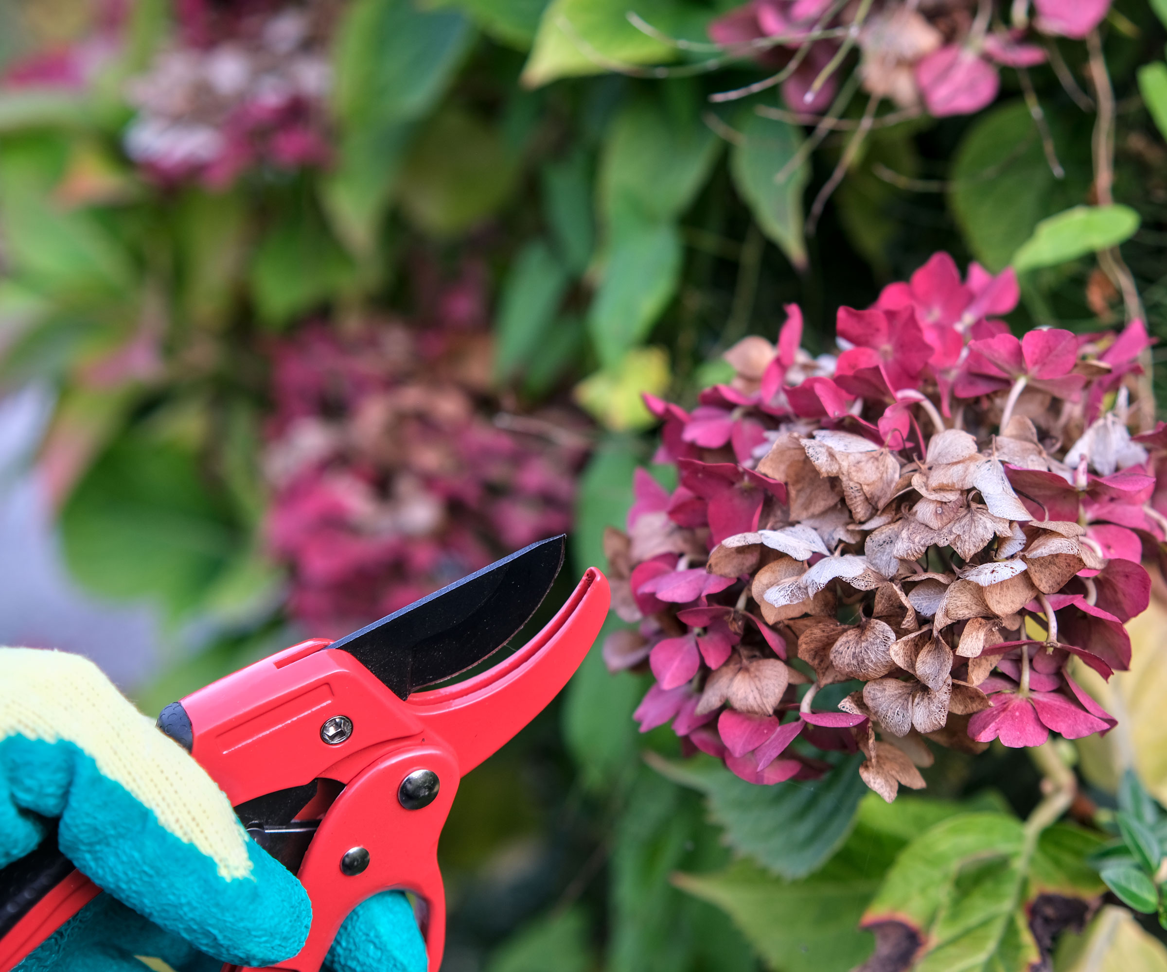 gloved hand holding red pruning shears near faded hydrangea blooms