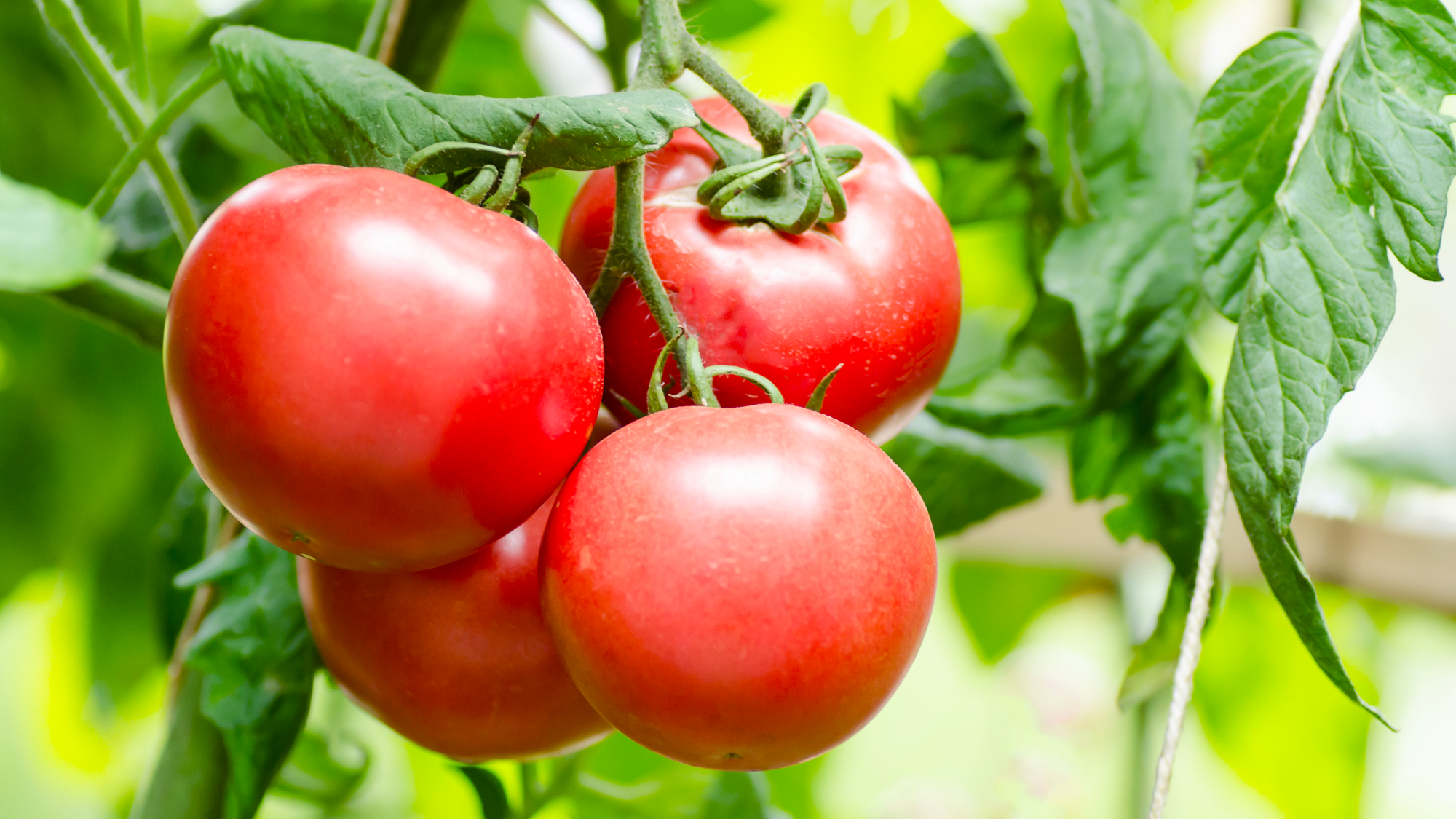tomatoes on the plant
