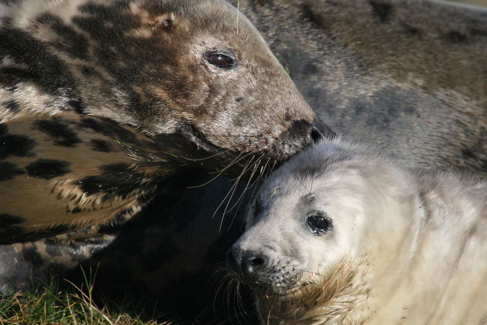 gray mother seal with pup